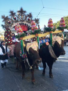 Traccas Processione Sant'Efisio